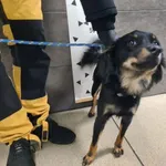 Przyjęty: 2024-12-12 Gmina: Brzeszcze Płeć: Pies Opis: mieszaniec, czarne-podpalane