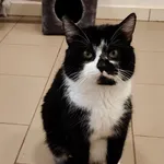 Kot do adopcji, Włocławek, 30 listopada 2024