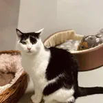 Kot do adopcji, Szczecin, 18 września 2024