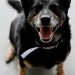 Pies do adopcji, Szczecin, 8 października 2024