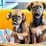 Pies do adopcji, Ropczyce, 6 grudnia 2024