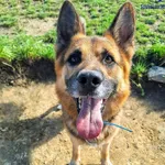 Pies do adopcji, Szczecin, 29 lipca 2024