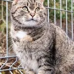 Kot do adopcji, Piła, 7 grudnia 2023