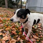 12995/209/24 Łatka    - data przyjęcia - 06.11.2024