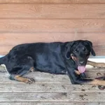 Pies do adopcji, Żary, 23 listopada 2024