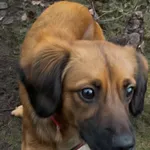 Pies do adopcji, Włocławek, 30 listopada 2024