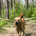 Pies do adopcji, Włocławek, 25 czerwca 2023