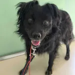 Pies do adopcji, Żary, 23 listopada 2024