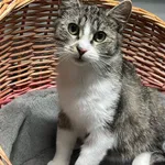 Kot do adopcji, Szczecin, 22 listopada 2024