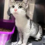 4595/163/24 Kukułka  data przyjęcia - 27.11.2024