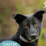 Ciastek