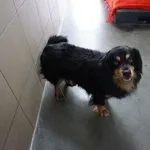 Pies do adopcji, Kraków, 18 listopada 2024