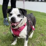 Pies do adopcji, Kraków, 20 listopada 2024