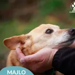 Majlo