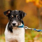 Pies do adopcji, Elbląg, 21 listopada 2024