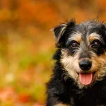 Pies do adopcji, Elbląg, 15 listopada 2024