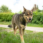 Pies do adopcji, Starogard Gdański, 10 lipca 2024