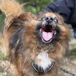 Pies do adopcji, Kraków, 10 maja 2021