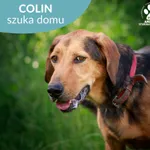 Colin