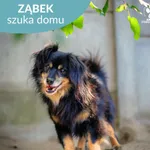 Pies do adopcji, Starogard Gdański, 16 lipca 2024