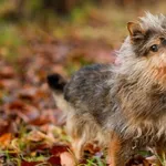 Pies do adopcji, Elbląg, 15 listopada 2024