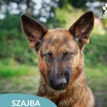 Szajba
