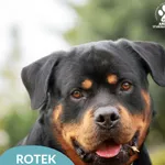 Rottek