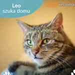 Kot do adopcji, Starogard Gdański, 23 kwietnia 2025