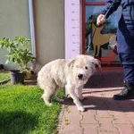Piesek znaleziony w Swarzędzu