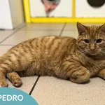 Pedro