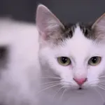 Kot do adopcji, Olsztyn, 30 września 2024