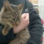 Kocurek poz. 24/840/K