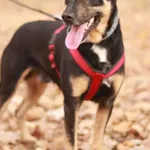 Pies do adopcji, Milanówek, 15 listopada 2024