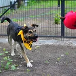 Pies do adopcji, Milanówek, 30 maja 2025