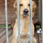 Pies przywieziony z Krosinka