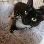 Kot do adopcji, Milanówek, 7 czerwca 2024