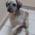 PIES ZNALEZIONY 13.12.2024.