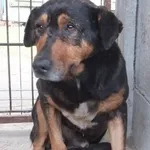 Galiusz to pies przywieziony w dniu 03.12.2024r z terenu gm. Łyse, średni, wycofany, ostrożny do obcych osób