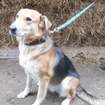 Znaleziono psa, Nowa Krępa, 3 grudnia 2024