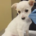 Gałka to suczka, szczenię przywiezione w dniu 03.12.24r z terenu gm. Trojanów, bardzo kontaktowa,wesoła, miła, będzie małym pieskiem