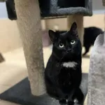 Kot do adopcji, Olsztyn, 30 września 2024