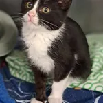 Kot do adopcji, Olsztyn, 14 października 2024