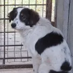 Znaleziono psa, Nowa Krępa, 26 listopada 2024