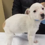 Znaleziono psa, Nowa Krępa, 3 grudnia 2024