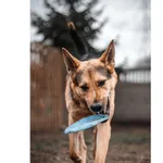 Znaleziono psa, Białystok, 25 listopada 2024