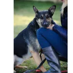 Pies do adopcji, Wrocław, 11 marca 2020