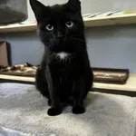 Kot do adopcji, Olsztyn, 30 września 2024