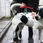 Znaleziono psa, Łódź, 1 marca 2025