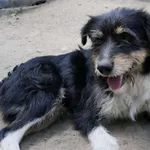 Kacper - sierotka po zmarłej opiekunce szuka domu