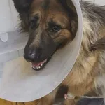 Szuka Właściciela Lub Nowego Domu !!! Dnia 12 grudnia 2024 r. w miejscowości Ludwinów, w kolizji drogowej, wypadkowi uległa suczka rasy owczarek niemiecki.